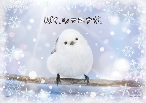 ぼく、シマエナガ。