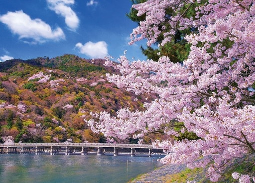 渡月橋の満開桜‐京都