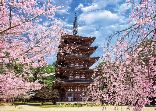 醍醐寺の桜と五重塔―京都