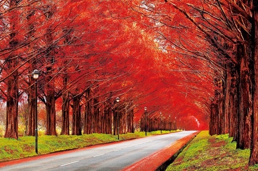 紅葉のメタセコイアの並木道 - 滋賀