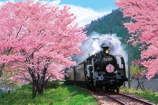 桜と大井川鐵道-静岡