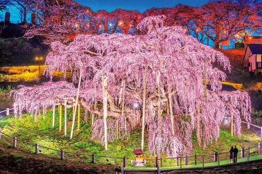 三春の滝桜-福島