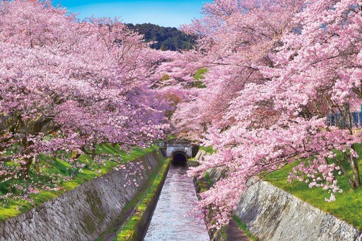 桜咲く琵琶湖疎水‐滋賀