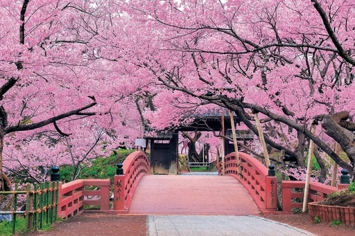 天下一の桜 高遠城址‐長野