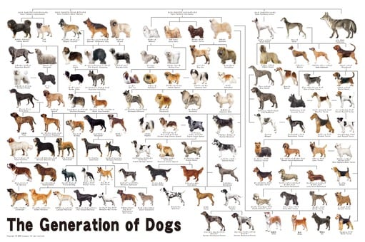 犬の系統図