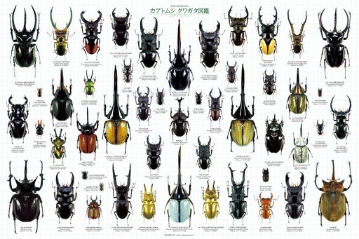 カブトムシ クワガタ図鑑