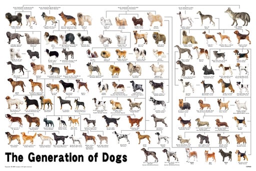 犬の系統図
