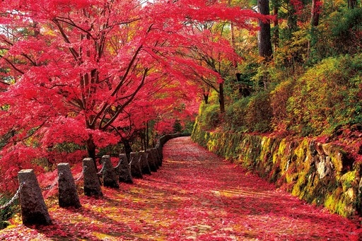 吉野山の紅葉景-奈良