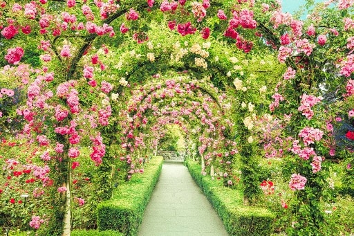 ブッチャートガーデンの花のトンネル