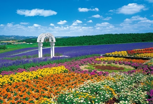 花の咲く丘－富良野