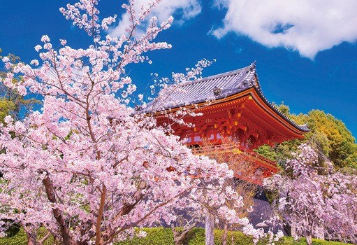 桜の仁和寺‐京都