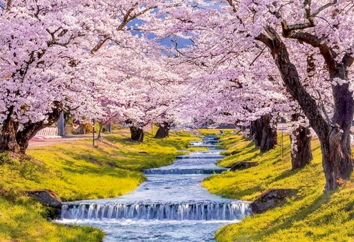 桜の観音寺川‐福島