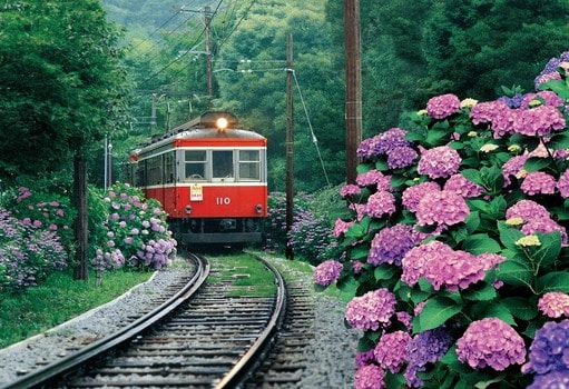 あじさい薫る箱根登山電車 ー 鉄道の旅 | エポック社公式