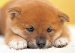 なごみ中・・・