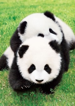 パンダ