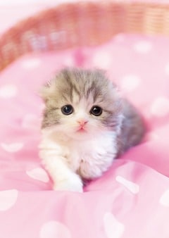 つぶらなひとみ