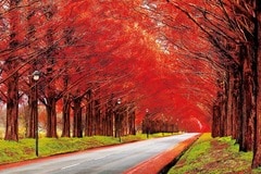 紅葉のメタセコイアの並木道 - 滋賀