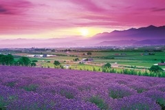 ラベンダー色の富良野-北海道