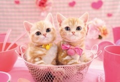 ももいろにゃんこ