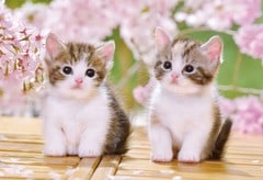 おすわりこねこにゃん