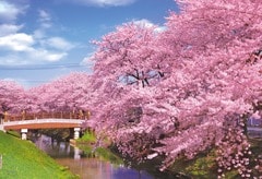 新河岸川の桜-埼玉