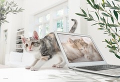 テレワークはおわりだにゃ！