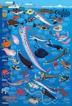 深海生物図鑑　水深200m～1000m
